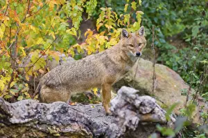 One golden jackal (Canis aureus) stands on a fallen tree trunk