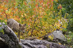 One golden jackal (Canis aureus) stands on a fallen tree trunk