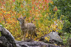 One golden jackal (Canis aureus) stands on a fallen tree trunk