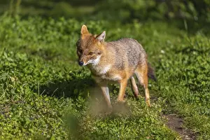 One golden jackal (Canis aureus) walking on green grass on a sunny day