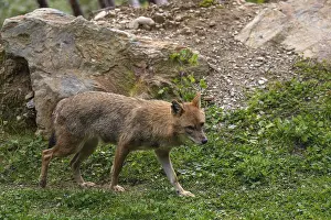 One golden jackal (Canis aureus) walking walking on green grass between rocks