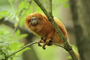 Golden lion tamarin (Leontopithecus rosalia)