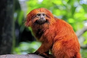 Golden lion tamarin (Leontopithecus rosalia)