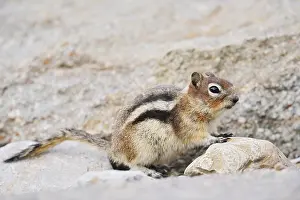 Golden mantle gopher (Callospermophilus lateralis)