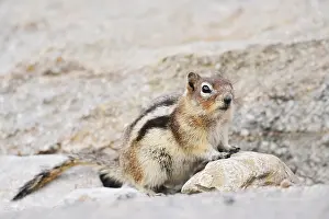 Golden mantle gopher (Callospermophilus lateralis)