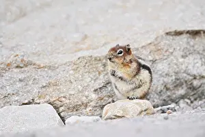 Golden mantle gopher (Callospermophilus lateralis)