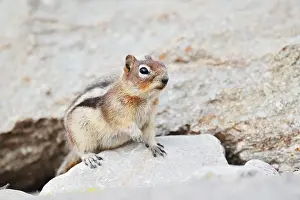 Golden mantle gopher (Callospermophilus lateralis)