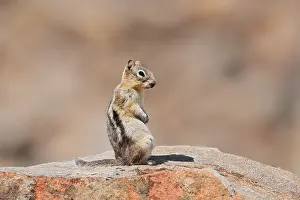 Golden mantle gopher (Callospermophilus lateralis)