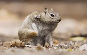 Golden-mantled Ground Squirrel (Spermophilus lateralis)
