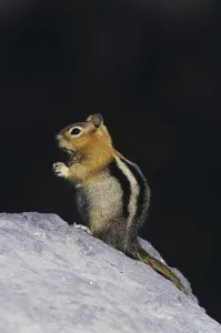 Golden-mantled Ground Squirrel (Spermophilus lateralis)