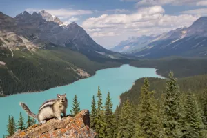 Golden-mantled ground squirrel (Spermophilus lateralis) in front of Peyto Lake