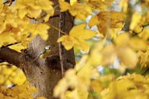Golden maple leaves in autumn