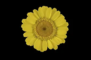 Golden marguerite (Anthemis tinctoria)