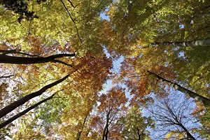 Golden October