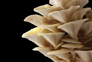 Golden oyster mushrooms (Pleurotus citrinopileatus)