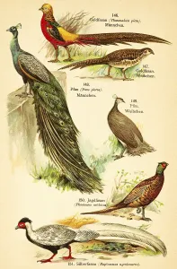 Golden pheasant (Chrysolophus pictus)