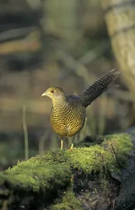 Golden pheasant (Chrysolophus pictus)