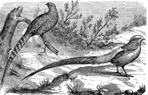 Golden Pheasant, Phasianus pictus