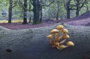 Golden Pholiota (Pholiota aurivella)