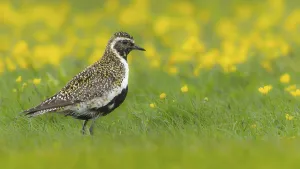 Golden plover (Pluvialis apricaria) breeds on wet meadows