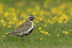 Golden plover (Pluvialis apricaria) in a flower meadow