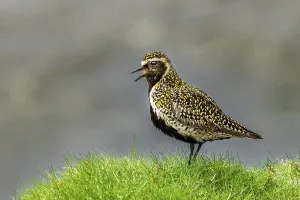 Golden plover (Pluvialis apricaria) singing in its habitat