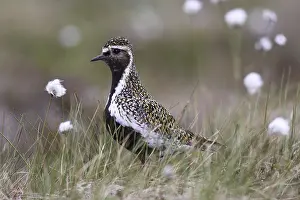 Golden plover (Pluvialis apricaria) in tundra