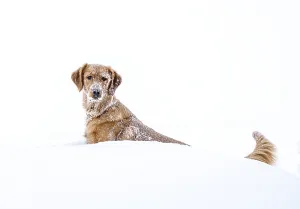 Golden Retreiver Winter in Saskatchewan Kanada Rot