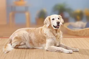 Golden Retriever, 12 years old