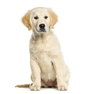 Golden Retriever, 3 months old