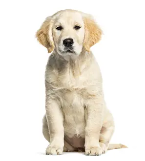 Golden Retriever, 3 months old