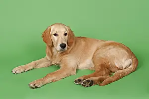Golden Retriever, 7 months