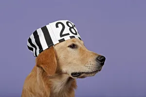 Golden Retriever, 7 months, with prisoner's hat
