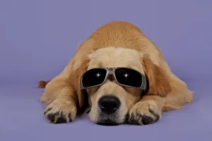 Golden Retriever, 7 months, with sunglasses