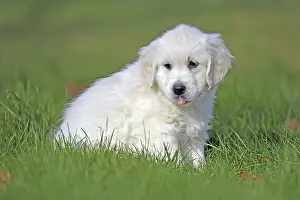 Golden Retriever, 8 weeks old, Froendenberg