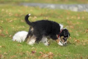 Golden Retriever and Australian Shepherd