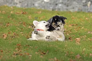 Golden Retriever and Australian Shepherd