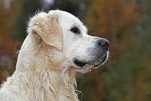 Golden Retriever (Canis lupus familiaris)