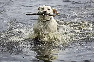 Golden retriever (Canis lupus familiaris) fetching stick from pond