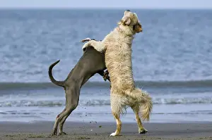 Golden retriever (Canis lupus) playing with other dog on beach along the North Sea coast