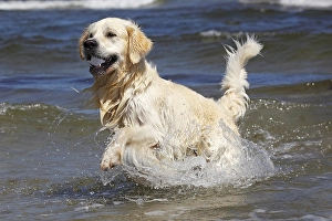 Golden Retriever dog (Canis lupus familiaris)