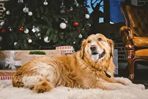 Golden Retriever dog in Christmas
