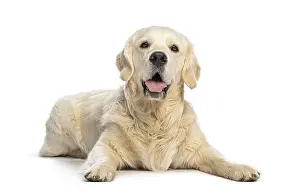 Golden retriever dog lying down