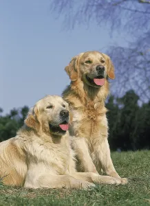 Golden Retriever Dog lying and sitting on grass