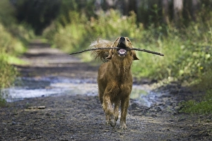 Golden retriever dog playing with stick in forest