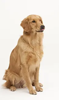 A Golden Retriever dog sitting on a white background