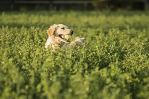 Golden Retriever in the farmland fodder