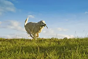 A golden retriever joyfully runs in a sunny grassy field under a clear blue sky