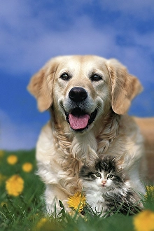 Golden Retriever with kitten