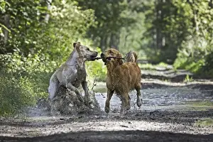 Golden retriever and labrador dogs playing with stick in forest